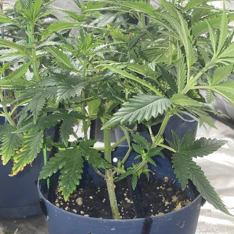 BB Rd 2 X3 growlog timeline photo