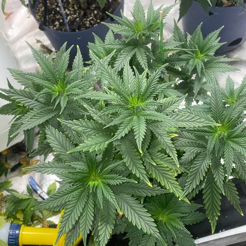 BB Rd 2 X3 growlog timeline photo