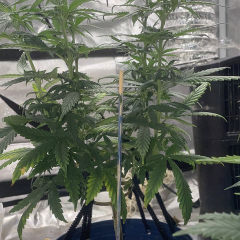 BB Rd 2 X3 growlog timeline photo