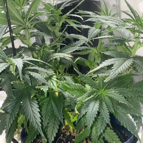 BB Rd 2 X3 growlog timeline photo