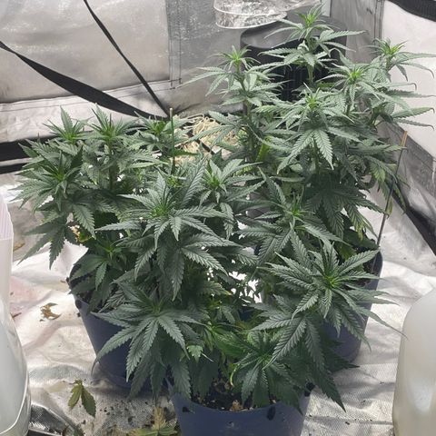 BB Rd 2 X3 growlog timeline photo