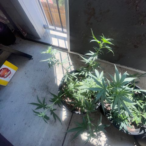 BB Rd 2 X3 growlog timeline photo