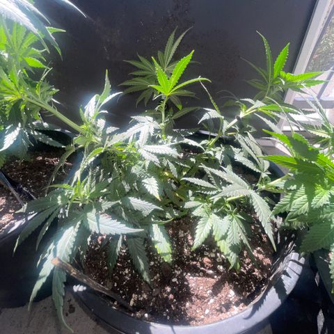 BB Rd 2 X3 growlog timeline photo