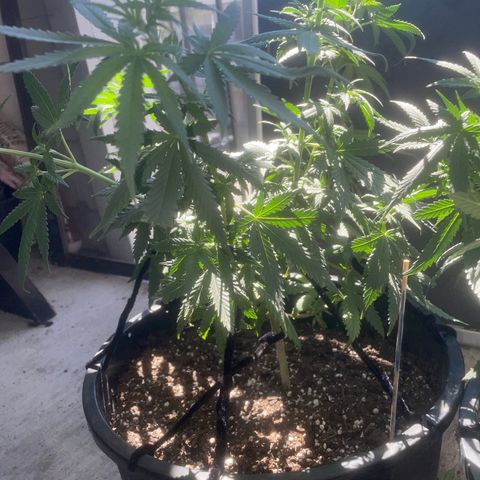 BB Rd 2 X3 growlog timeline photo
