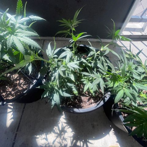 BB Rd 2 X3 growlog timeline photo