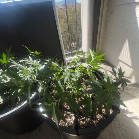 BB Rd 2 X3 growlog timeline photo