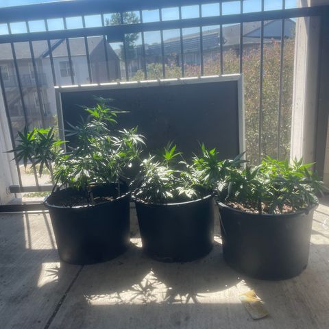 BB Rd 2 X3 growlog timeline photo