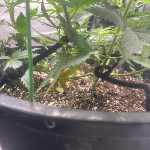 BB Rd 2 X3 growlog timeline photo