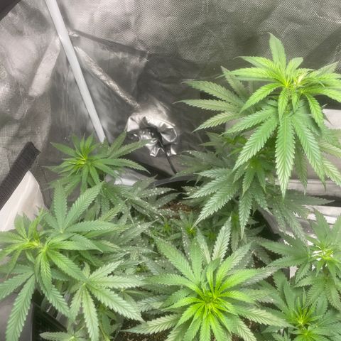 BB Rd 2 X3 growlog timeline photo