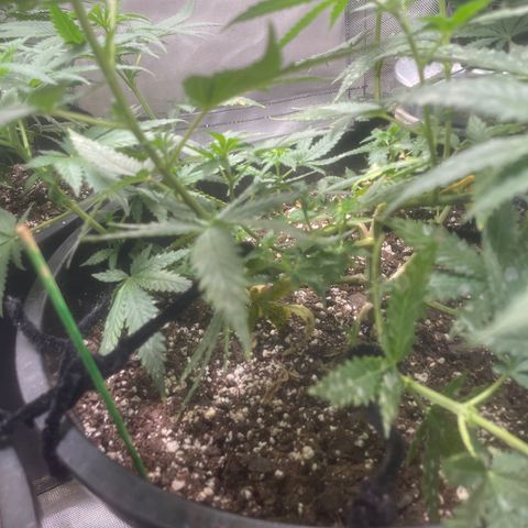 BB Rd 2 X3 growlog timeline photo