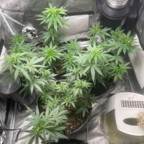BB Rd 2 X3 growlog timeline photo