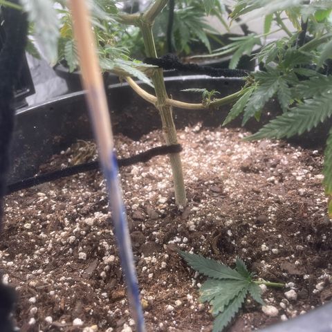 BB Rd 2 X3 growlog timeline photo