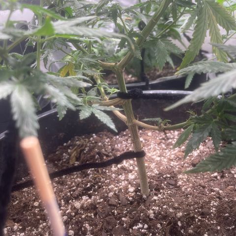BB Rd 2 X3 growlog timeline photo