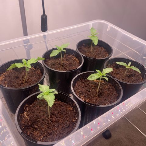 Peachy queen  growlog photo: Veg stage 