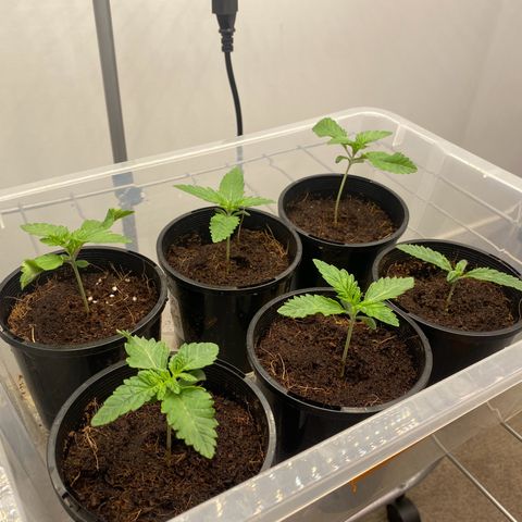 Peachy queen  growlog timeline photo