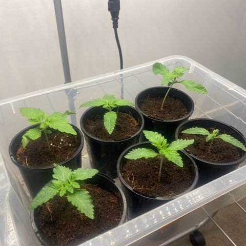 Peachy queen  growlog timeline photo