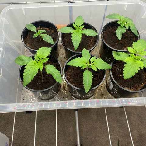 Peachy queen  growlog timeline photo