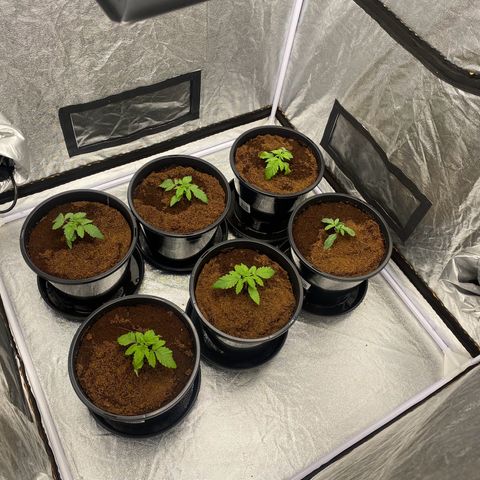Peachy queen  growlog photo: Transplanted 