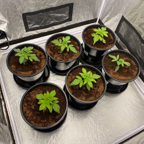 Peachy queen  growlog timeline photo