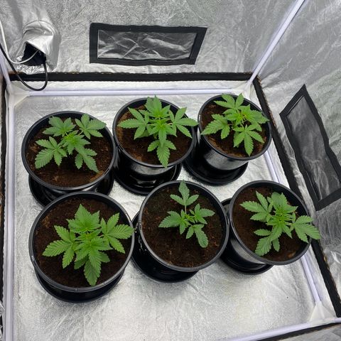 Peachy queen  growlog timeline photo