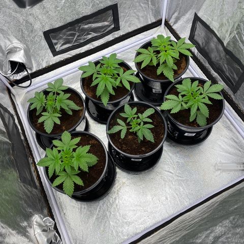 Peachy queen  growlog timeline photo