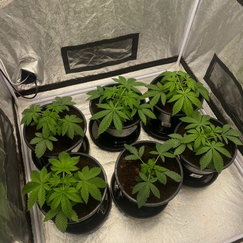 Peachy queen  growlog timeline photo