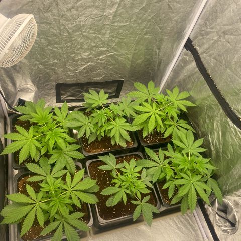 Peachy queen  growlog timeline photo