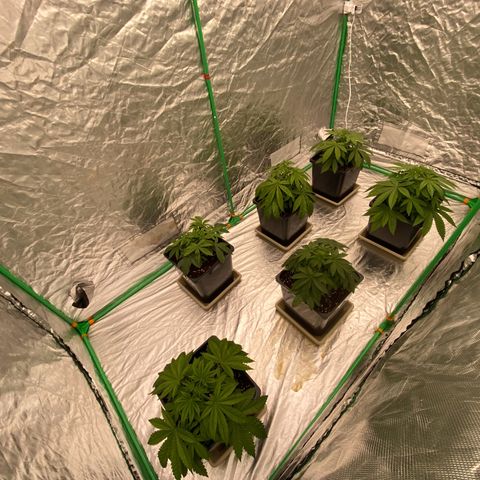 Peachy queen  growlog timeline photo