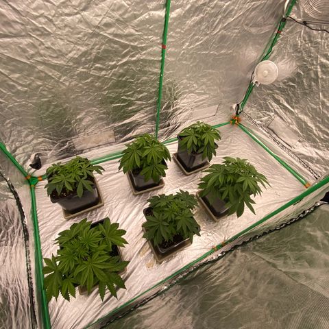 Peachy queen  growlog timeline photo