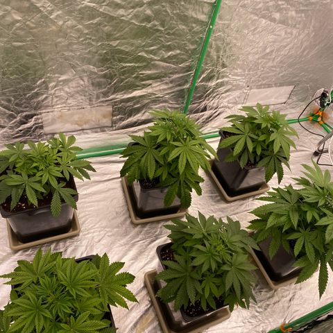 Peachy queen  growlog timeline photo
