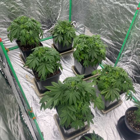 Peachy queen  growlog timeline photo