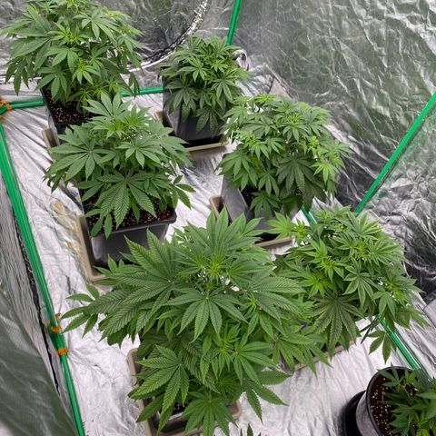 Peachy queen  growlog timeline photo