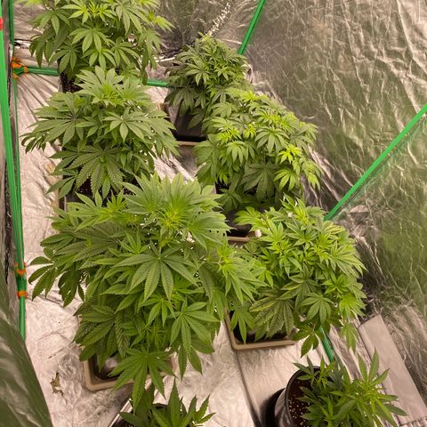 Peachy queen  growlog photo: First day of 12/12