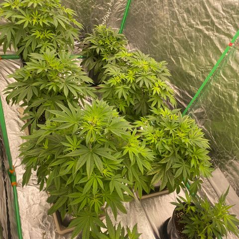 Peachy queen  growlog photo: Day 2 of flower 