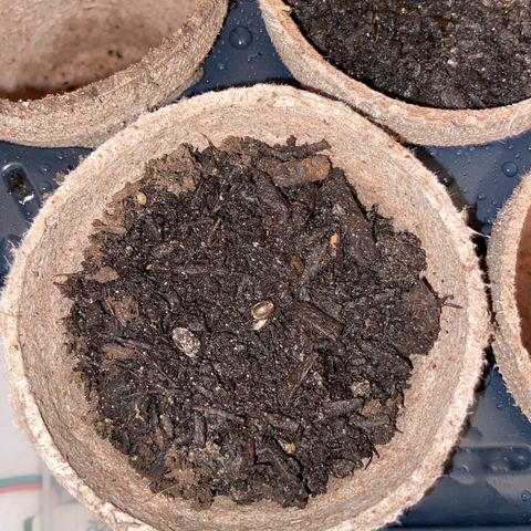 Super Skunk growlog photo: Day 2 after planting