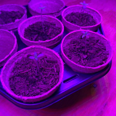 Super Skunk growlog timeline photo