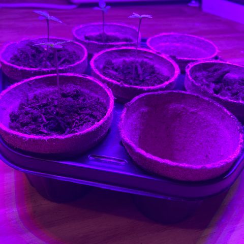 Super Skunk growlog timeline photo