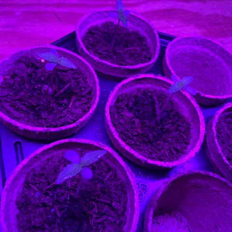 Super Skunk growlog timeline photo