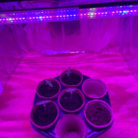 Super Skunk growlog photo: Added reflecting walls