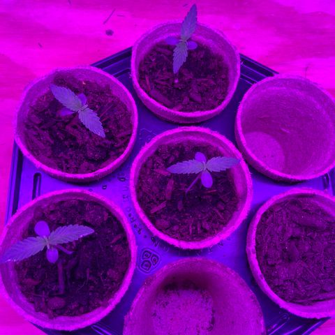 Super Skunk growlog timeline photo