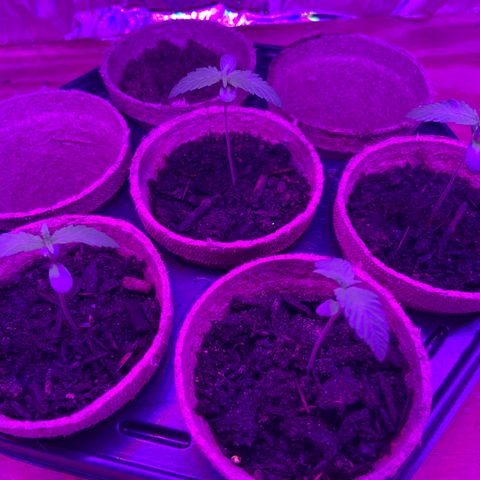 Super Skunk growlog timeline photo