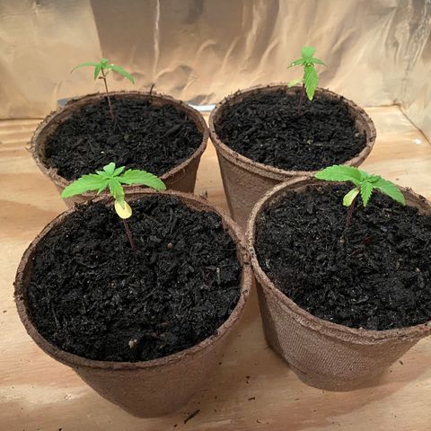 Super Skunk growlog timeline photo