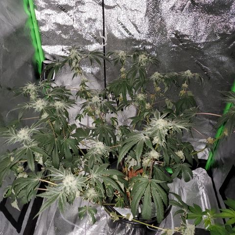 Wedding Cake growlog timeline photo