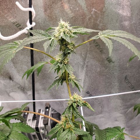 Wedding Cake growlog timeline photo
