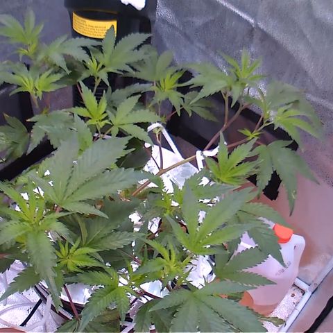 Wedding Cake growlog timeline photo