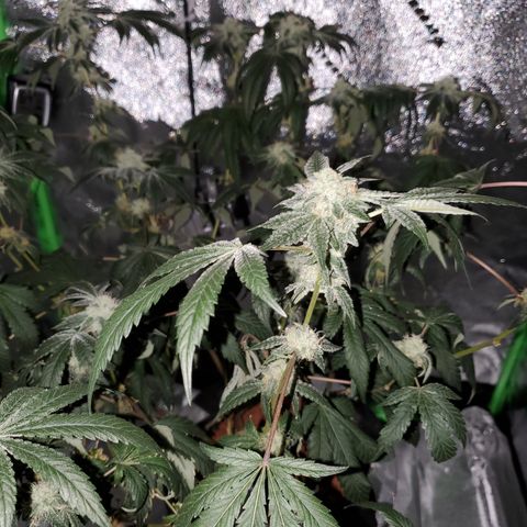 Wedding Cake growlog timeline photo
