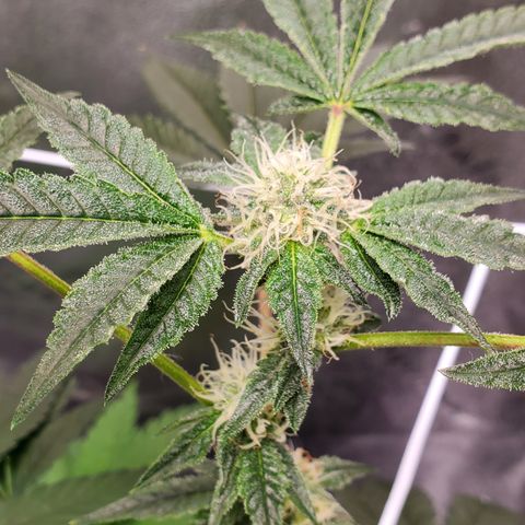 Wedding Cake growlog timeline photo