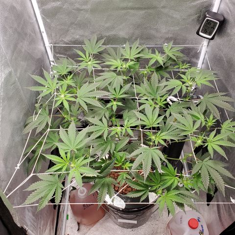 Wedding Cake growlog timeline photo