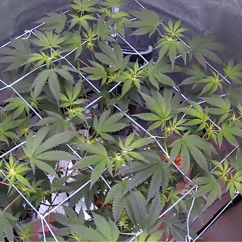 Wedding Cake growlog timeline photo