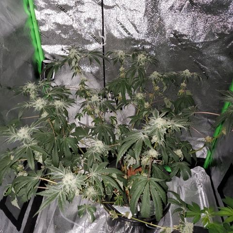Wedding Cake growlog timeline photo